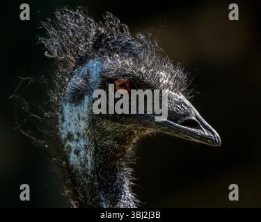 Emu Stockfoto