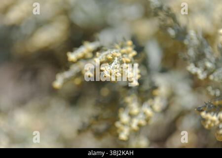 Flora von Gran Canaria - Artemisia thuscula, aufgrund seiner hocharomatischen Eigenschaften lokal als Weihrauch bezeichnet, natürlicher makrorlümiger Hintergrund Stockfoto