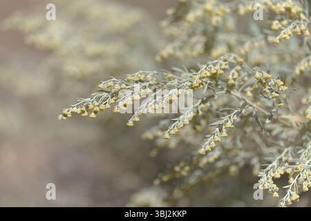 Flora von Gran Canaria - Artemisia thuscula, aufgrund seiner hocharomatischen Eigenschaften lokal als Weihrauch bezeichnet, natürlicher makrorlümiger Hintergrund Stockfoto