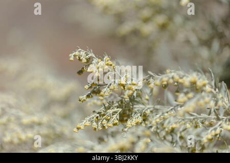 Flora von Gran Canaria - Artemisia thuscula, aufgrund seiner hocharomatischen Eigenschaften lokal als Weihrauch bezeichnet, natürlicher makrorlümiger Hintergrund Stockfoto