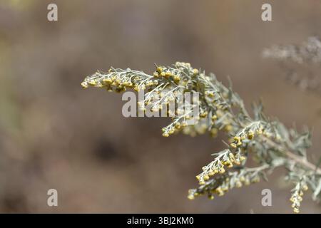 Flora von Gran Canaria - Artemisia thuscula, aufgrund seiner hocharomatischen Eigenschaften lokal als Weihrauch bezeichnet, natürlicher makrorlümiger Hintergrund Stockfoto