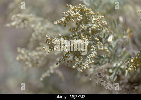 Flora von Gran Canaria - Artemisia thuscula, aufgrund seiner hocharomatischen Eigenschaften lokal als Weihrauch bezeichnet, natürlicher makrorlümiger Hintergrund Stockfoto