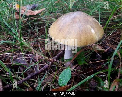 Ein wunderschöner und schöner Wilder Pilz liegt tief im üppigen grünen Gras der Natur Stockfoto