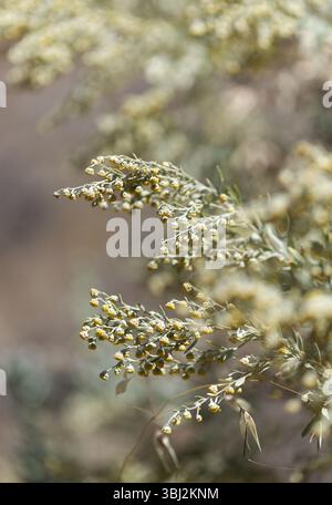 Flora von Gran Canaria - Artemisia thuscula, aufgrund seiner hocharomatischen Eigenschaften lokal als Weihrauch bezeichnet, natürlicher makrorlümiger Hintergrund Stockfoto