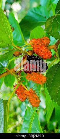 Die wunderschönen, lebendigen Maulbeeren Reifen auf dem Zweig und erzeugen ein farbenfrohes Display Stockfoto
