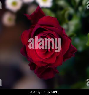 Eine Rote Rose, Teil eines Blumenstraußes mit lebhaften Farben, North Norfolk, UK. Stockfoto
