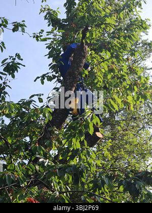 Aborist in der Höhe bei der Baumpflege und beim Baumschnitt Aborist in der Höhe bei der Baumpflege Stockfoto