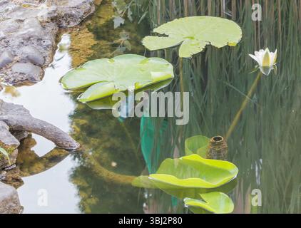 Ein Teich mit Lilienpads und Wasserpflanzen im Garten, eine Nahaufnahme von grünen Blättern auf den Lilienpads, die Reflexion von Felsen im klaren Wasser. Stockfoto