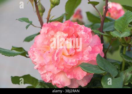 Rosafarbene und korallenfarbene Rose mit gelben Kanten, sattgrünen Blättern, Nahaufnahme der gesamten Blume in voller Blüte. Stockfoto