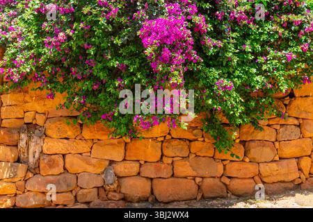 Farbenfrohe Szene einer rustikalen Steinmauer aus warmen Felsen, wunderschön geschmückt mit einer üppigen Bougainvillea-Rebe in voller Blüte mit leuchtendem Fuchsia Stockfoto