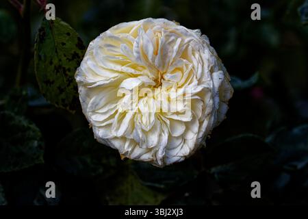 Rosenruhe: Wunderschön abgerundete Blüten, mit ordentlich platzierten Blütenblättern, die perfekte Rosetten bilden. Stockfoto