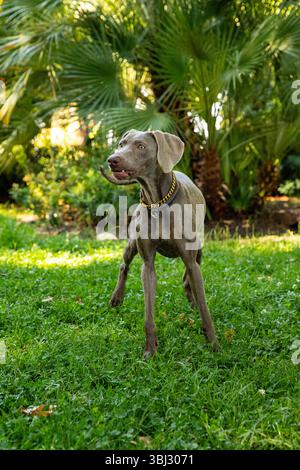 Silberner Weimaraner an der frischen Luft. Der Hund wartet auf den Besitzer Stockfoto