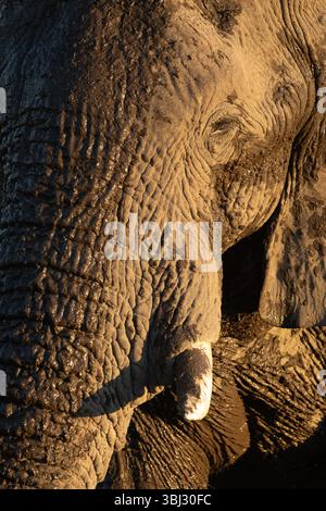 Eine Nahaufnahme eines alten und zerknitterten Stier-Wüstenelefanten im Etosha-Nationalpark in der Nähe von Namoutini, Namibia. Stockfoto
