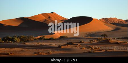 Die schwungvollen Kurven der roten Sanddünen von Sossusvlei werden beim ersten Licht beleuchtet. Stockfoto