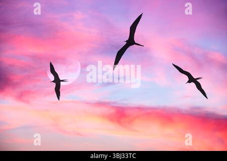 Eine Vogelschar fliegt am Mond vor Einer farbenfrohen Wolkenlandschaft Stockfoto