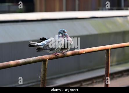 Zwei Tauben sitzen auf der Attika im Landschaftspark Duisburg Stockfoto