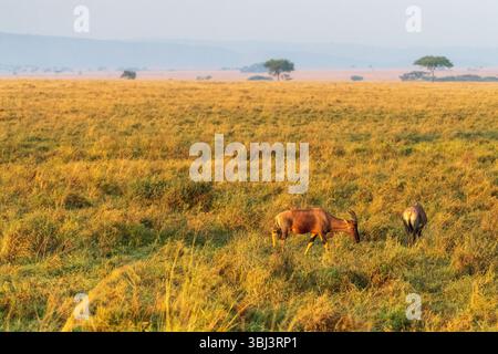 Nahaufnahme eines Roten Hartebeest - Alcelaphus buselaphus CAAMA - auch bekannt als Kongoni oder Kap Hartebeest, das auf den Ebenen der Serengeti in Tansania weidet Stockfoto