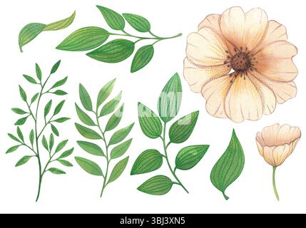 Aquarellillustration von Blumen. Handgezeichnete Pflanzen isoliert auf weißem Hintergrund Stockfoto