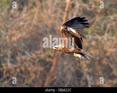 Ein majestätischer Adler schwebt durch den Himmel mit voll ausgebreiteten Flügeln, klammert sich, seine Beute in scharfen Krallen - ein eindrucksvolles Zeichen von Präzision und Kraft. Stockfoto