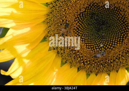Ein zarter Schmetterling liegt auf einer halbgerahmten Sonnenblume und fängt einen ruhigen Moment der Schönheit und des Gleichgewichts in der Palette der Natur ein. Stockfoto