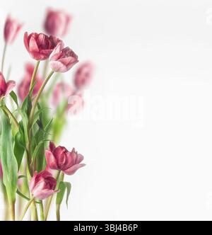 Tulpen auf weißem Hintergrund. Wunderschöner Blumenstrauß im Frühling. Vorderansicht mit Kopierraum. Stockfoto