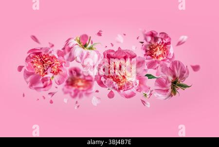 Fliegende Pfingstrosen Blumen mit fallenden Blütenblättern auf rosa Hintergrund. Das florale Levitationskonzept. Vorderansicht. Horizontal Stockfoto