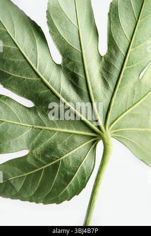 Close up of green tropical leaf with details and texture at white background. Front view. Stockfoto