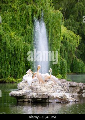 Eine ruhige Szene mit einer Gruppe von Pelikanen auf einem felsigen Felsvorsprung in einem ruhigen See, mit einem Brunnen, der Wasser im Hintergrund sprüht und üppig grün ist Stockfoto