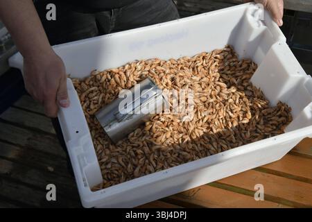 Feature/Symbol: Krabbenfischer 04/25 thg eine Kiste frisch gefangener und an Bord gekochter Nordsee-Krabben an Deck des Krabbenkutters Claudia im Hafen von Wremen im April 2025 Deutschland deutsch deutsche Fischer Krabben Kutter Fischerei frisch gefangen Krabbenkutter german Shrimper quer *** Feature Symbol Shrimper 04 25 thg Eine Kiste mit frisch gefangenen und gekochten Nordseegarnelen auf Deck am Deck des Shrimps Claudia im April 2025 frisch gefangener in Deutschland deutsche Garnelen quer Stockfoto