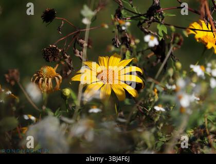 Nahaufnahme einer blühenden gelben mexikanischen Sonnenblume unter wilden Pflanzen in natürlichem Licht mit verschwommenem Hintergrund. Stockfoto