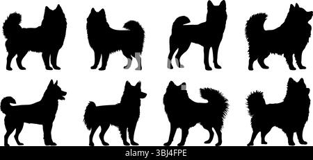 Laika, pommersche Spitz, Husky in verschiedenen Posen. Silhouette der Hunderasse Stock Vektor