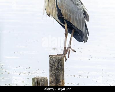 A Grey Heron, Ardea cinerea im Leighton Moss, Silverdale, Lancashire, Großbritannien. Stockfoto