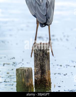 A Grey Heron, Ardea cinerea im Leighton Moss, Silverdale, Lancashire, Großbritannien. Stockfoto