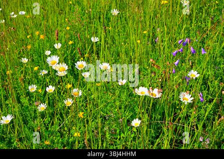 Oxeye Gänseblümchen und andere Pflanzen und Gräser auf der Wiese. Die Blumen von Oxeye Gänseblümchen, Leucanthemum vulgare, schmücken die Wiesen und Hügel jedes Mal Stockfoto