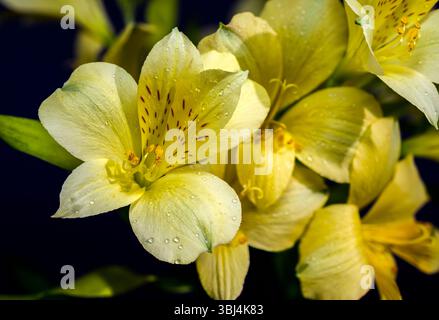 Sanfte gelbe Alstroemeria Blumen auf tiefblauem Hintergrund Stockfoto