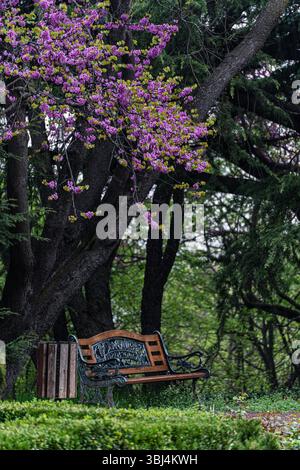 Wunderschöne Blüte des Judas-Baumes im Frühlingspark Stockfoto