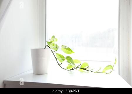 Ein Strang Pothos in einem sauberen, hellweißen Fenster Stockfoto