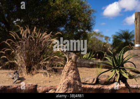 Erdmännchen auf Aussichtspunkt in ariden Gehegen Stockfoto