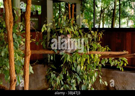 Koala ruht auf Eukalyptuszweig Stockfoto