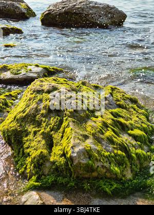 Großer Stein bedeckt mit grünen Algen. Steinküste. Meereslandschaft Stockfoto
