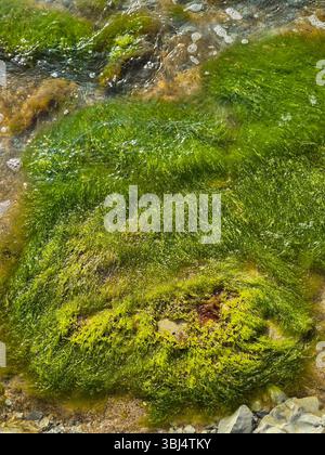 Nahaufnahme eines Flecks hellgrüner Algen auf einem Felsen. Küste. Gestein mit Algen bedeckt. Stockfoto