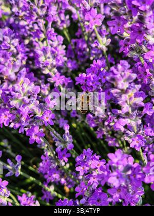 Eine Biene sammelt Pollen auf Lavendelblüten. Nahaufnahme Stockfoto