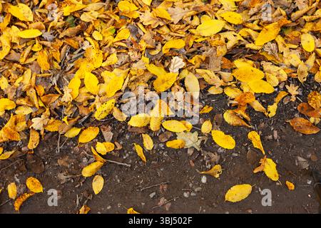 Hintergrund der Herbstblätter auf dem Boden, Blick von oben Stockfoto