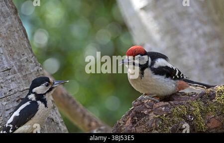 Mutter und Jugendlicher Spechte (Dendrocopos Major) Stockfoto
