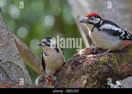 Mutter und Jugendlicher Spechte (Dendrocopos Major) Stockfoto