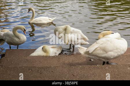 Swan Sanctuary Worcester Stockfoto