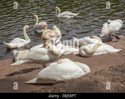 Swan Sanctuary Worcester Stockfoto
