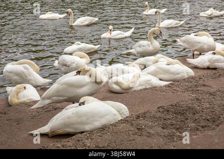 Swan Sanctuary Worcester Stockfoto