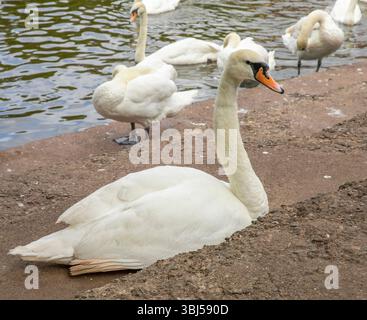 Swan Sanctuary Worcester Stockfoto