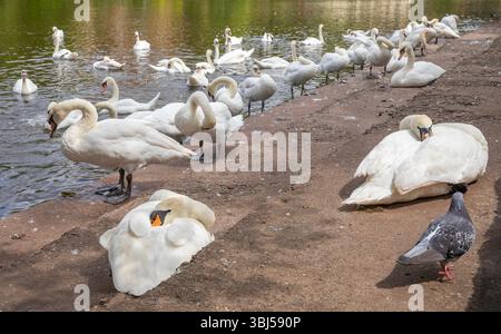 Swan Sanctuary Worcester Stockfoto